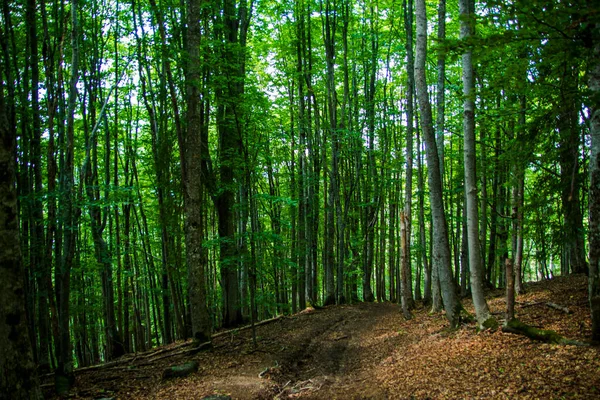 Bela floresta verde com caminho florestal. Árvores verdes altas. Paisagem florestal. — Fotografia de Stock
