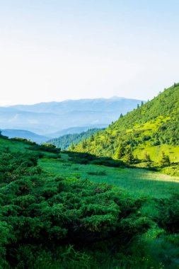 Dağ manzarası. Yeşil çimenler, mavi dağlar, çiçekler ve iğneler. Temmuz ayında Ukrayna 'da Karadağ sırtı. Karpat Dağlarında Yürüyüş.