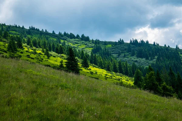 Dağ manzarası. Yeşil çimenler, mavi dağlar, çiçekler ve iğneler. Temmuz ayında Ukrayna 'da Karadağ sırtı. Karpat Dağlarında Yürüyüş. — Stok fotoğraf