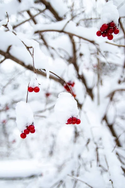 Czerwony popiół górski z czapką śnieżną. W rozmazanym lesie zimowym w tle. Miejsce na tekst. — Zdjęcie stockowe