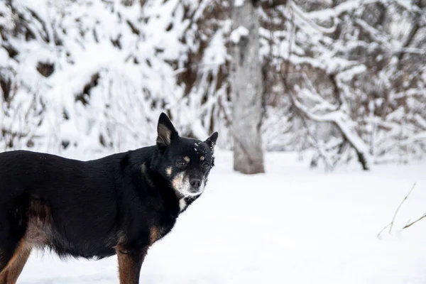 Cão preto bonito no inverno na neve. Retrato de um cão. — Fotografia de Stock