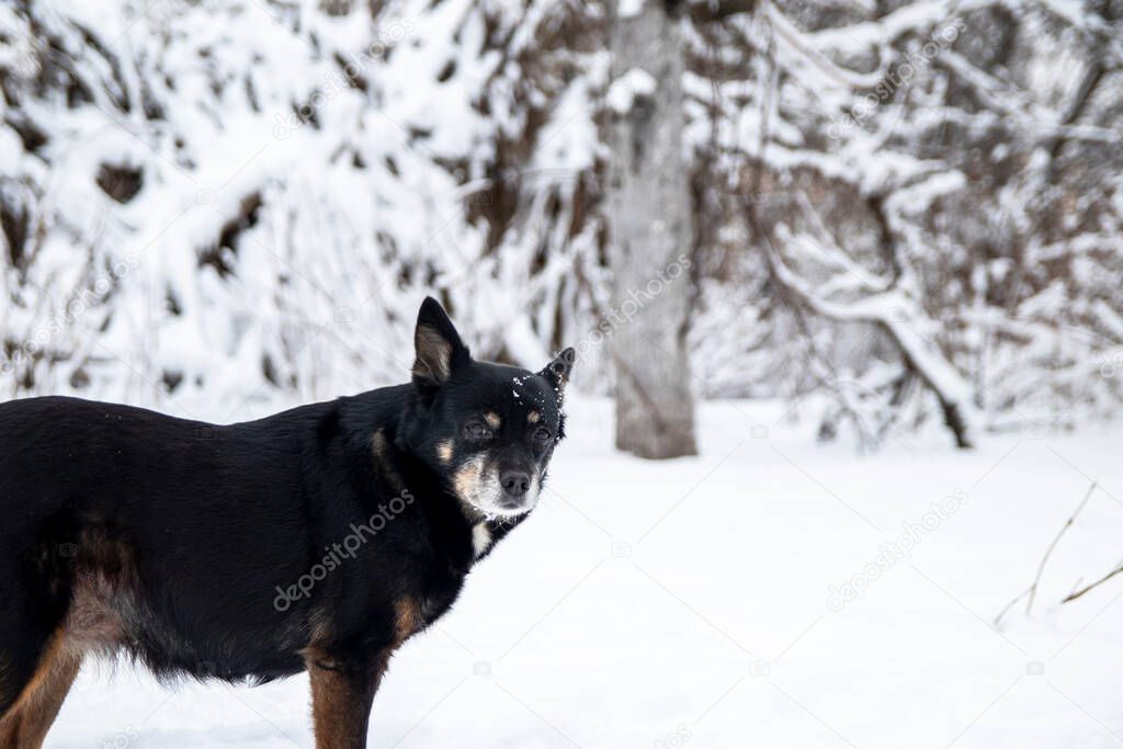 Beautiful black dog in the winter in the snow. Portrait of a dog.