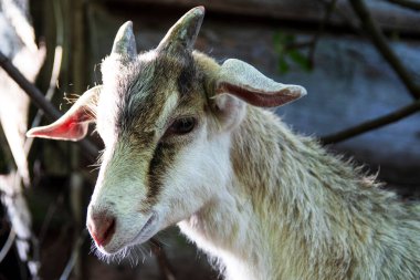 Küçük boynuzlu genç bir keçinin portresi. Gri-beyaz renk kameraya bakıyor. yakın plan.