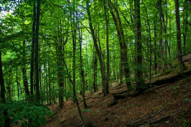 Orman manzarası. Orman yolu olan güzel yeşil orman. Uzun yeşil ağaçlar.