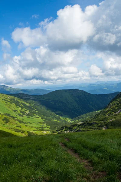 山地景观 花和针叶 7月在乌克兰的黑山岭 喀尔巴阡山脉远足 — 图库照片