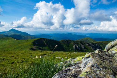 Dağ manzarası. Dağ sırası. Yeşil çimenler, mavi dağlar, çiçekler ve iğneler. Temmuz ayında Ukrayna 'da Karadağ sırtı. Karpat Dağlarında Yürüyüş.