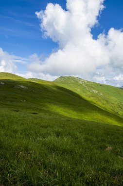 Dağ manzarası. Dağ sırası. Yeşil çimenler, mavi dağlar, çiçekler ve iğneler. Temmuz ayında Ukrayna 'da Karadağ sırtı. Karpat Dağlarında Yürüyüş.
