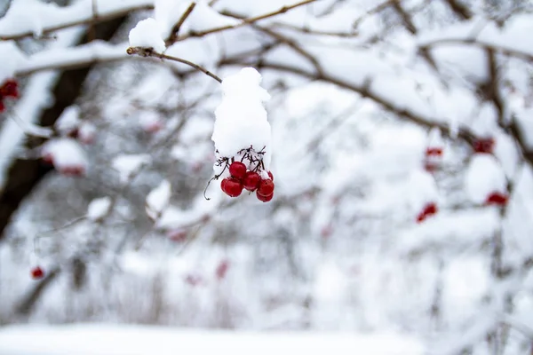Czerwony Popiół Górski Czapką Śnieżną Rozmazanym Lesie Zimowym Tle — Zdjęcie stockowe