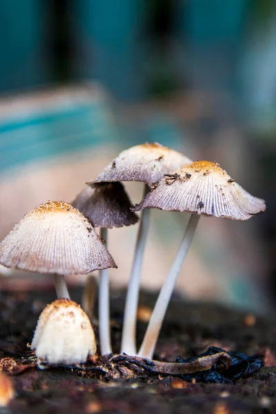 Ağaç kütüğünde yetişen bir grup porcini mantarı. Bulanık bir arka planda beyaz kötü mantar yakın plan.