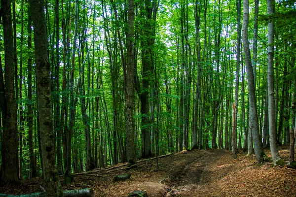 Paisagem Florestal Bela Floresta Verde Com Caminho Florestal Árvores Verdes — Fotografia de Stock