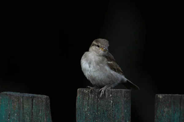 외로운 야생 참새가 어두운 배경을 배경으로 나무 울타리 위에 앉아 있다. — 스톡 사진
