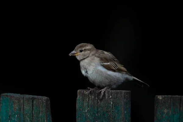 외로운 야생 참새가 어두운 배경을 배경으로 나무 울타리 위에 앉아 있다. — 스톡 사진
