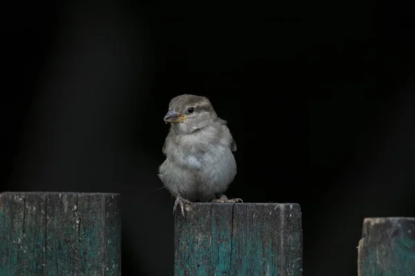 Einsamer Wildsperling sitzt auf einem Holzzaun vor dunklem Hintergrund. — Stockfoto