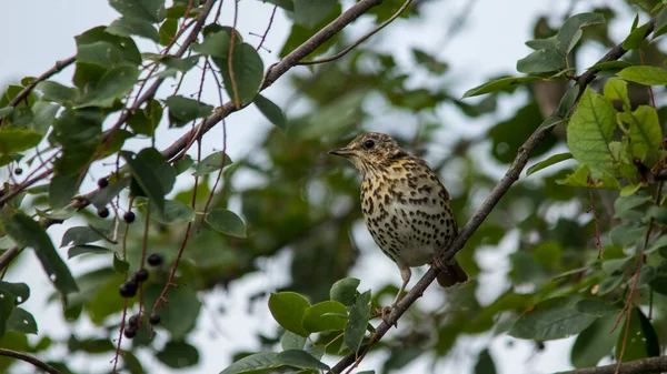 Ung fläckig trast. sitter på grenarna av en fågel körsbär omgiven av mogna körsbär. Närbild. — Stockfoto