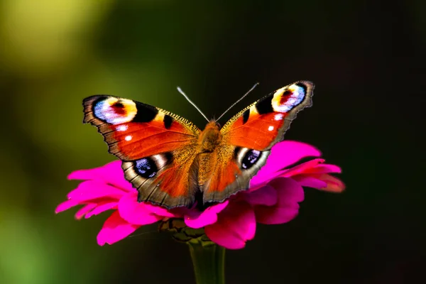 Peacock fjäril dricker nektar medan du sitter på en rosa blomma närbild på en mörk bakgrund. — Stockfoto