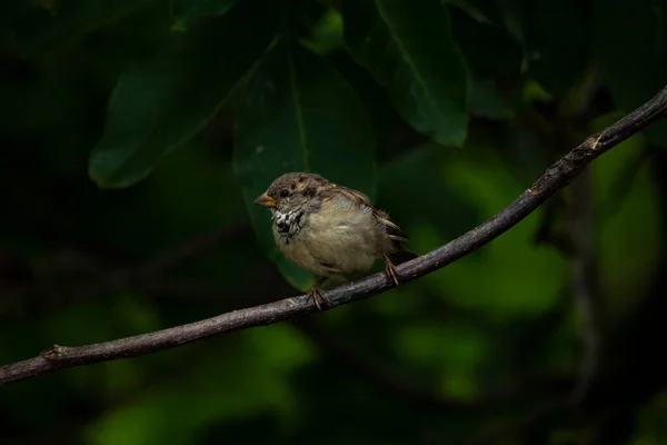 Un jeune moineau solitaire est assis sur un gros plan d'une branche dans les grandes feuilles d'un noyer avec des plumes peluchées. — Photo