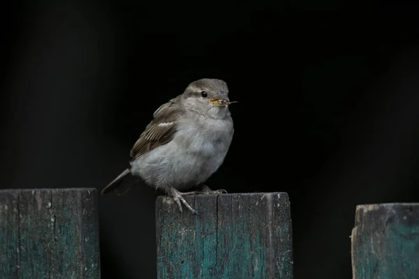 Ensam vild sparv sitter på ett trästaket mot en mörk bakgrund. — Stockfoto