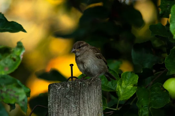 Portret van een mus zittend op een tak van een appelboom omringd door bladeren bij zonsondergang. Close-up, prachtige achtergrond. — Stockfoto