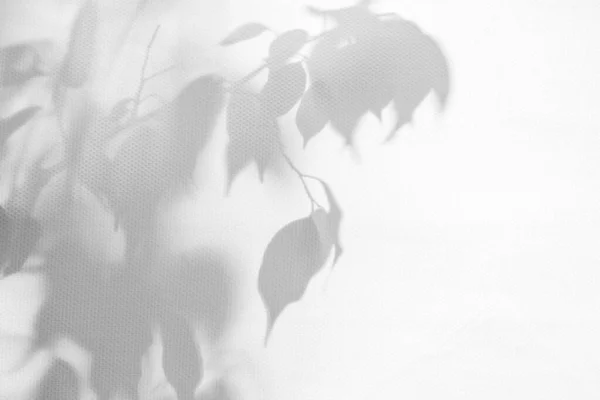 Natürliche Muster mit Schatten. Abstrakte graue Schatten Hintergrund aus natürlichen Blättern, Ast fällt auf eine weiße Wand, Textur für Hintergrund und Tapete, schwarz-weiß. — Stockfoto