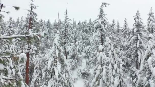 Χιόνι πέφτει σε έλατα κλαδιά σε συννεφιασμένη κρύα χειμωνιάτικη μέρα. Χιονισμένα βουνά 4K — Αρχείο Βίντεο
