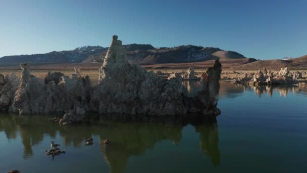 Mono lago único ecosistema y fauna ambiental. Naturaleza aérea cinematográfica 4K — Vídeo de stock