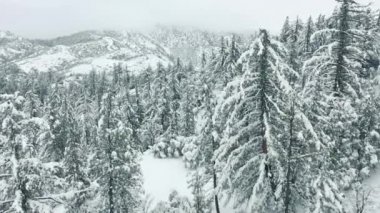 Kışın karlı ağaçlarla kaplı donmuş orman manzarası. Noel arkaplanı, 4K