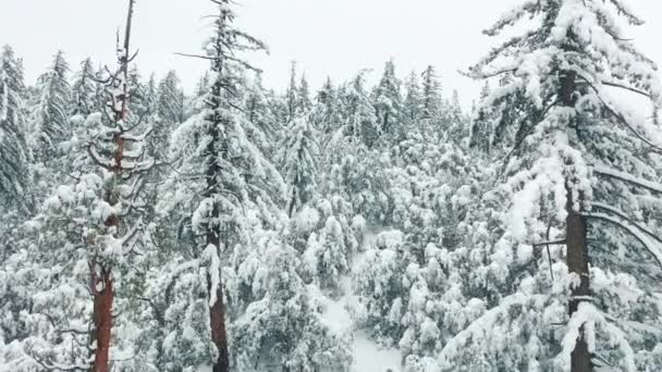 Αεροφωτογραφία παγωμένο δάσος με χιονισμένα δέντρα το χειμώνα. Χριστουγεννιάτικο φόντο, 4K — Αρχείο Βίντεο