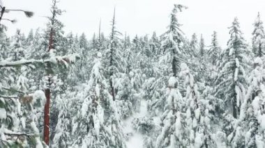 Bulutlu kış gününde köknar ağaçlarına kar yağıyor. Karlı dağlar 4K