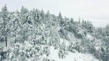 Kış mevsimi karlı dağ ormanları havadan çekiliyor. Nefes kesici doğal manzara.