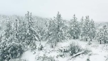 Kış ormanı doğası 4K. Bulutlu bir günde kar, kış ağaçlarını kapladı, 4K