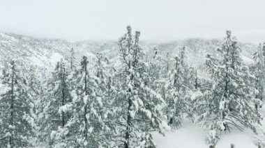 Kışın ormanda kar yağışı, kar yağarken yumuşak karlı bir Noel sabahı.