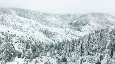 Kışın yüksek ağaçlarla kaplı donmuş bir çam ormanının havadan görünüşü, 4K