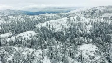 Kışın karlı ormanda hafif kar yağışı. Güzel kış manzarası, ladin, 4K