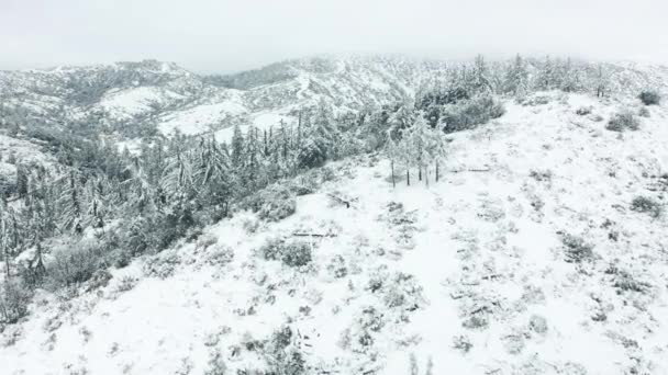 Día de enrollador frío, naturaleza 4K. Bosque montañoso congelado blanco en día sombrío nublado 4K — Vídeo de stock