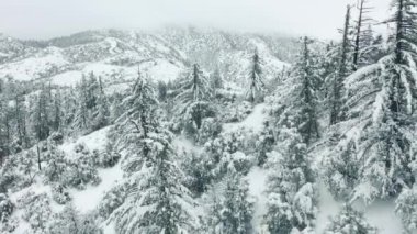 Kışın karlı ağaçlarla kaplı donmuş orman manzarası. Noel arkaplanı, 4K