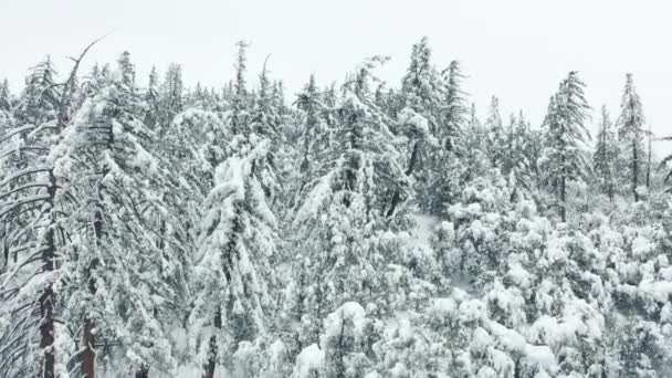 Сценический снег медленно падает на еловый лес. Захватывающий вид снежного ландшафта — стоковое видео