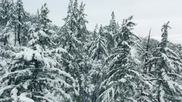 Vista aérea del bosque invernal nevado durante una nevada bosques de montaña de coníferas — Vídeo de stock