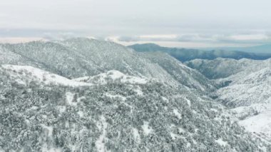 Sinema kışı manzarası. Dağda kar yağışı ve karlı çam ağaçları 4K