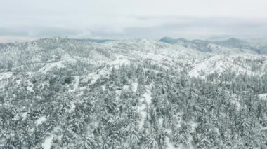 Havadan kış manzarası. Dağda karlı çam ağaçları ve 4K manzaralı kar yağışı