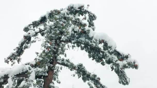 Cinematic close to tall green pine tree covered by snow on winter day, 4K Nincs foglalási díj — Stock videók