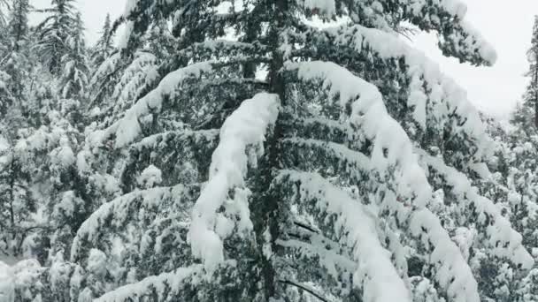Воздушный фон зимней природы, 4К. Камера поднимается вдоль живописной сосны — стоковое видео