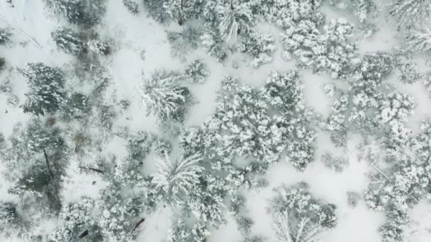 Pohled z ptačí perspektivy na filmový zimní les pokrytý bílým čerstvým sněhem 4K — Stock video