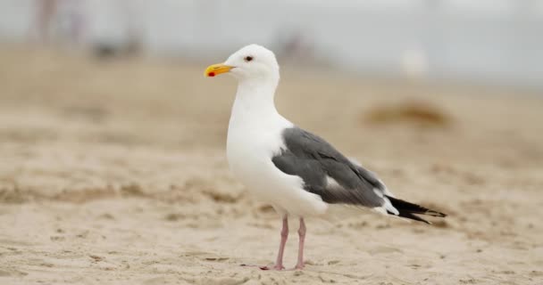 Close-up dari burung camar berdiri di pantai berpasir — Stok Video