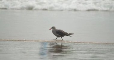 Kıyı şeridi boyunca yürüyen güzel bir martıyı yakından çek.