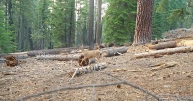 Yosemite Ulusal Parkı, ABD. Düşen ağaçların arasında yiyecek arayan bir geyik yavrusu.