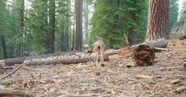 Yosemite Ulusal Parkı, ABD. Güzel ormanların arasında uzun ağaçlarla bebek geyik 