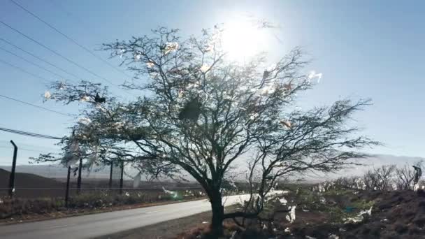 Menselijk afval vervuilt de natuur. Huisvuil geplakt op groene boom op stortplaats — Stockvideo
