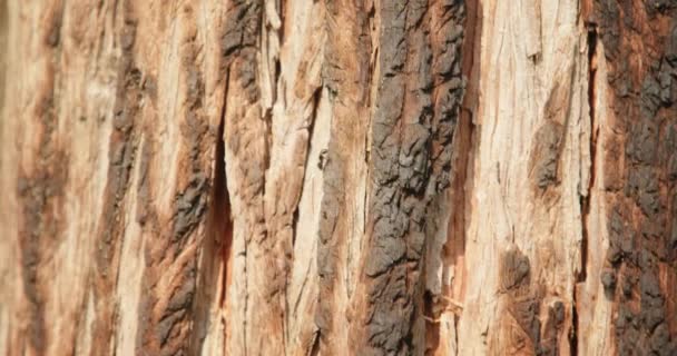 ヨセミテ国立公園、アメリカ。樹皮にうろうろするアリの近景 — ストック動画