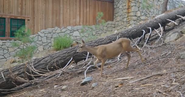 Yosemite Ulusal Parkı, ABD. Yavru geyik düşmüş orman boyunca yürüyor — Stok video