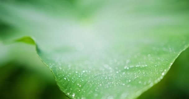 Vue rapprochée des gouttes de rosée sur une grande feuille verte — Video